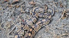 Muže překvapila na zahradě krajta. Zvyšuje se počet odchycených hadů