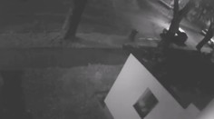 Muži v Ostravě ukradli psa ze zahrady rodinného domu. Hledá je policie