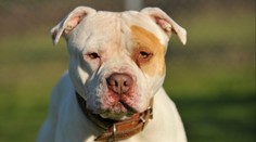 Pes brutálně rozsápal důchodce. Zabíjel ho dlouhých 45 minut