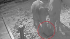 Zoo zveřejnila záběry z porodu sloní holčičky: Spadlo na ni starší slůně!