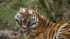 Tygr zabil v zoo ošetřovatelku (†43) a utekl z výběhu