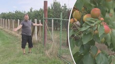 Sadaři přichází o úrodu za desítky milionů korun. Můžou za to lidé