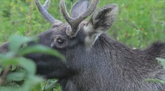 Los Emil je opět v kondici, zatím zůstává na Šumavě. Nechte ho v klidu, radí experti