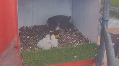 Sokol na Mostecku uhynul na ptačí chřipku. Veterináři varují chovatele drůbeže