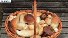 VÝZVA: Houbaři, chlubte se svými úlovky! Čtěte tipy, kde rostou!