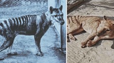 Zvíře, které už neuvidíte! Zveřejnili unikátní záběry tasmánského tygra