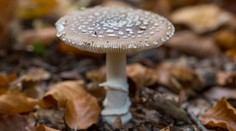 Houbaři se otrávili muchomůrkou. Roste často u jedlých hub, varuje mykolog