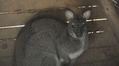 Na Havlíčkobrodsku utekl klokan, měsíc pobíhal po tamních lesích