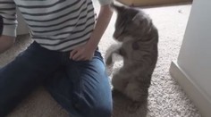 VTIPNÉ VIDEO: To vás dostane! Kočka bojuje s proudem vzduchu z fénu