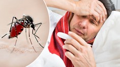 Další hrozba na obzoru? Brazilská horečka se šíří rychleji než zika