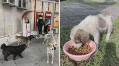 Chcete si adoptovat pejska? Organizaci pomáhá i herečka Dostálová