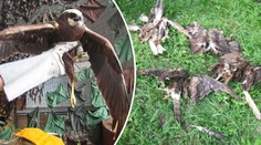 Z pole si někdo udělal střelnici! Zmasakroval nejméně 26 dravců