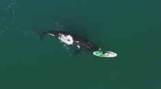 Nevšední záběry: Žena na paddleboardu si "hrála" s velrybou