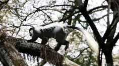 Z jihlavské zoo utekly vzácné opičky, jednu ošetřovatelé honili městem