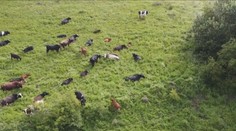 Stádo krav s GPS na krku. Rumunští farmáři hlídají dobytek přes mobilní aplikaci