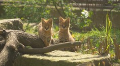 Ostravská zoo se chlubí dvojčaty servala, už se i ukazují ve výběhu