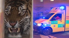 Opilého muže napadl tygr, policie případ odložila