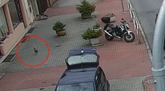 Policisté hledali v Praze vzácného kohouta. Rozuzlení všechny překvapilo