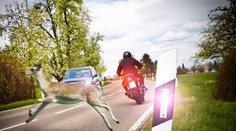 Srážka se zvěří může vyjít na desítky tisíc! PŘEHLED nejhorších míst v ČR