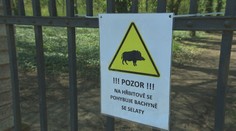 Na pražském hřbitově se usídlila bachyně se selaty. Myslivci jsou na ni krátcí