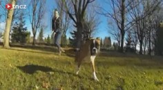 Tento malý boxer má jen polovinu těla! Přesto běhá jako o závod, podívejte se na VIDEO