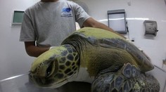 Veterináři v šoku: Žaludek želvy byl plný plastů! Přežila jen zázrakem