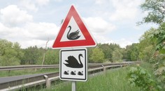 Pozor, labutě, varuje řidiče značka na Chebsku. Nikdo neví, jak se tam vzala