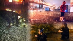 Foto z New Yorku: Bouře vyhodila do ulic Manhattanu lachtana