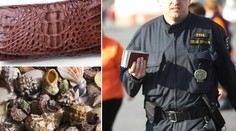 Pozor na celní kontrolu! Problém bývá i mušle z dovolené! NÁVOD