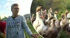 Králíci, husy a buldozer: Jak Mirka zvládne hospodářství ve Výměně?
