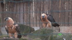 Ostravská zoo vypustí do volné přírody dalšího orlosupa