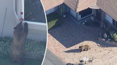 Zvědavý medvěd se v Kalifornii vydal do města. Prozkoumával zahrady i popelnice