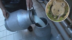 Výrazně zdraží mléko či sýry! Můžou za to přemnožení hraboši