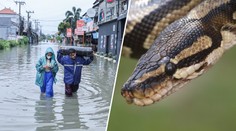 Hrůza v oblíbené turistické destinaci. Ve vodě plavou obří hadi, lidé jsou zděšení