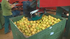 Jablka prudce zdražují. Zásoby z loňské úrody dojdou zhruba za měsíc