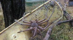 V Austrálii vyfotili děsivého obřího pavouka, je prý největší na světě!