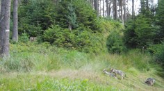 VIDEO: V Českém Švýcarsku se narodila vlčata. Národní park ukázal, jak roztomile dovádí