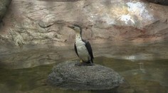 Zoo Praha kvůli ptačí chřipce omezila vstup do voliér. Dva pavilony uzavřela