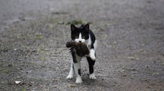 Ekologové bijí na poplach! Takhle ničí domácí kočky divokou přírodu