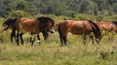 Nečekaná proměna. Česká příroda ožívá díky divokým kopytníkům