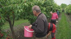 Letošní úroda je rekordní, chválí si sadaři. Na své si tak konečně přijdou i palírny