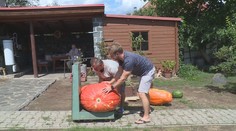 VIDEO: Unikát na zahrádce! Obří dýně má v obvodu téměř dva metry
