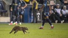 Zápas MLS přerušil mýval. Pořadatelům unikal za jásotu fanoušků