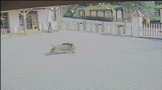 Divoký kanec vlezl ve zlínské zoo do výběhu hyen! Ty ho potrhaly...