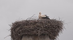 Čápi si staví hnízda z odpadu. Mohou si tím ublížit, varují ochránci zvířat