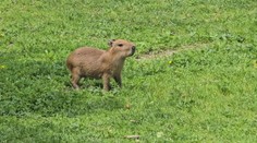 Skupina kapybar v jihlavské zoo je opět větší. Narodila se tam dvě mláďata