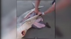 Silné video: Rodina zachránila tři žraloky z břicha mrtvé matky!