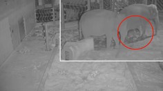 Unikátní video! Pražská zoo ukázala, jak přišla na svět malá slonice