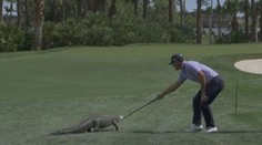 Nechtěná návštěva na golfu. Na greenu se objevil aligátor, hráč ho zahnal