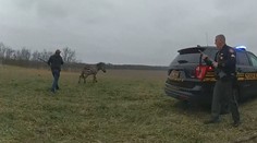 V Ohiu zaútočila zebra na svého majitele a pokousala ho. Policie zvíře zastřelila